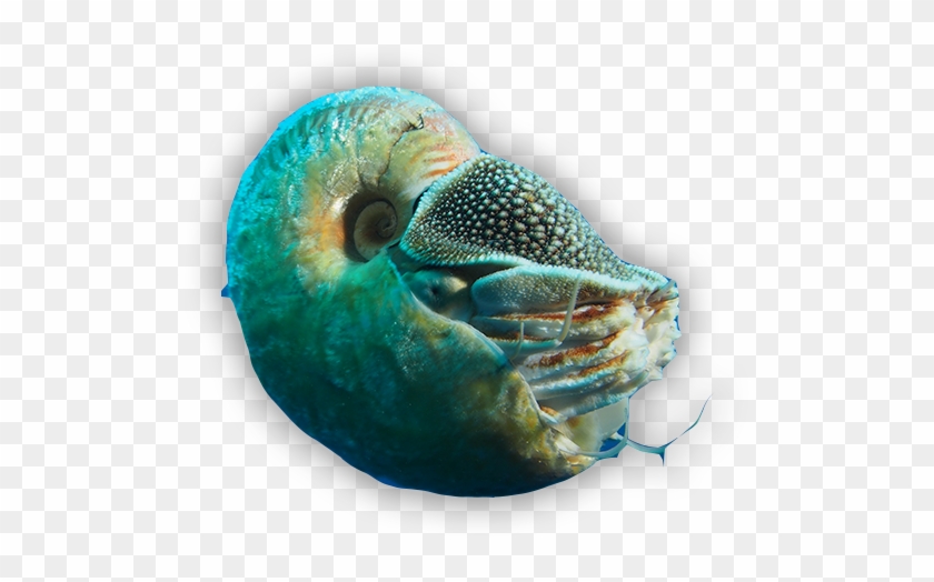 The Nautilus Is A Cephalopod A Family Including Octopi, - Marine Biology Clipart #4949916