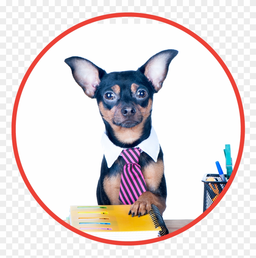 Office Products - Chihuahua Clipart #4952748