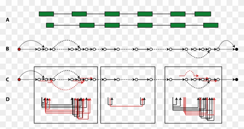 Segment Graph Inferred On An Alternatively Spliced Clipart #4955639