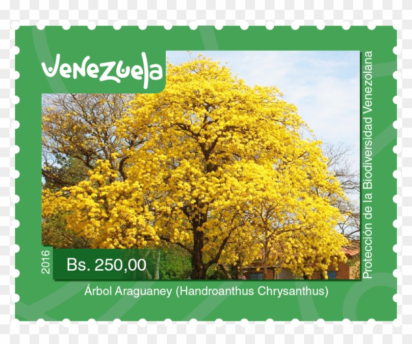 #taldiacomohoy El Araguaney Cumple 68 Años Como El - Postage Stamp Clipart