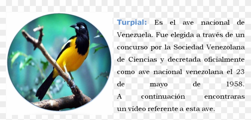 Turpial, Orquídea, Araguaney - Eurasian Golden Oriole Clipart #4957097
