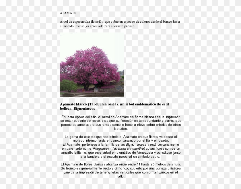 Docx - Lapacho Rosado Clipart #4958236