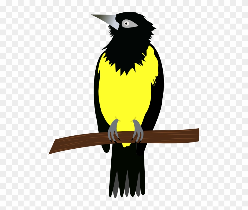 Turpial - Illustration Clipart