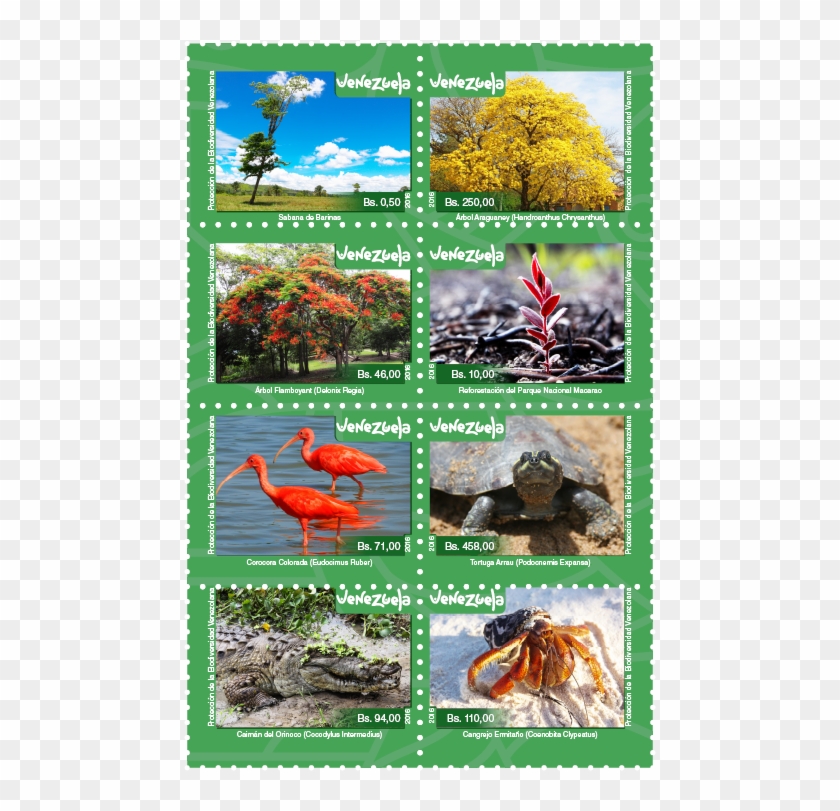 Hoja De Estampillas Emisiónn Protección De La Biodiversidad - Tree Clipart