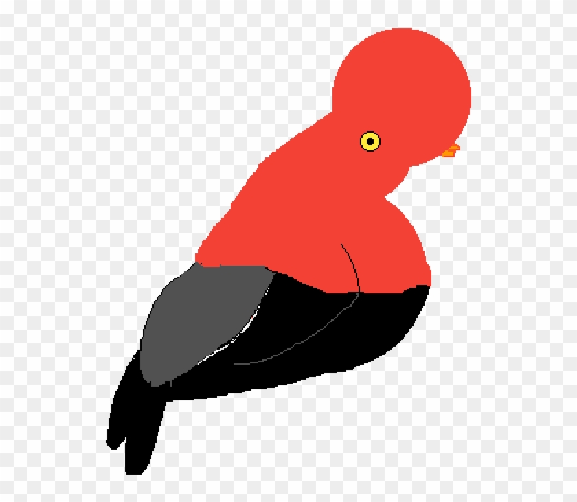 Gallito De Las Rocas - Illustration Clipart #4960947