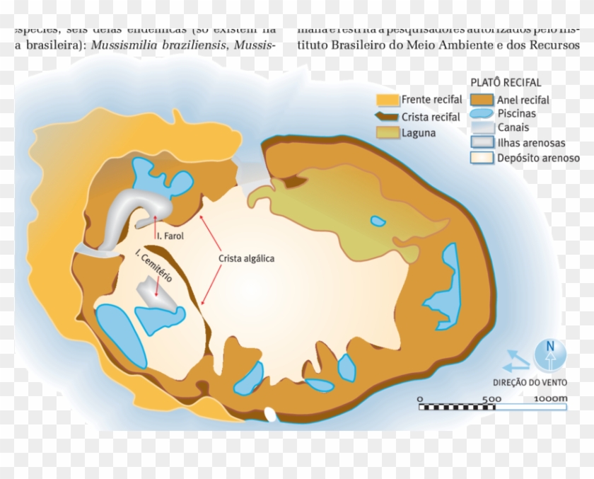 Esquema Do Atol Das Rocas, Mostrando A Localização - Illustration Clipart