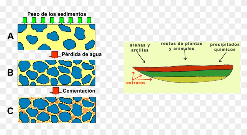 Clasificación De Las Rocas Sedimentarias - Diagenesis Clipart