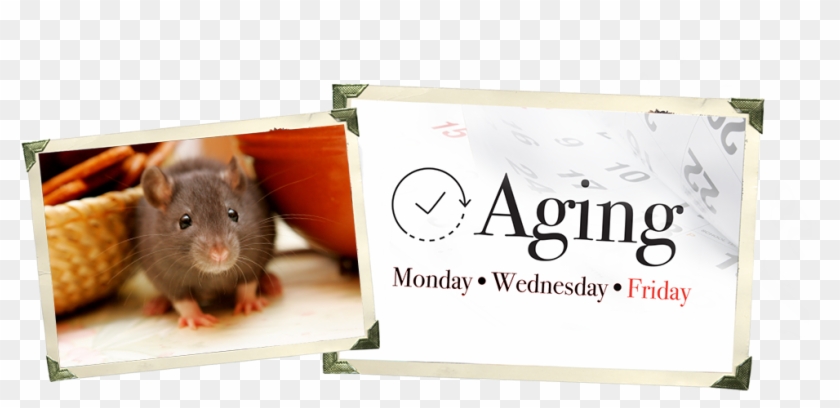 Don Vs - Mouse - Rat Clipart