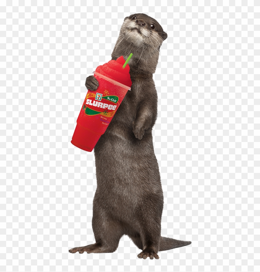 In Canada, The Average Slurpee Drinker Is A 30 Year - Sea Otter Standing Up Clipart
