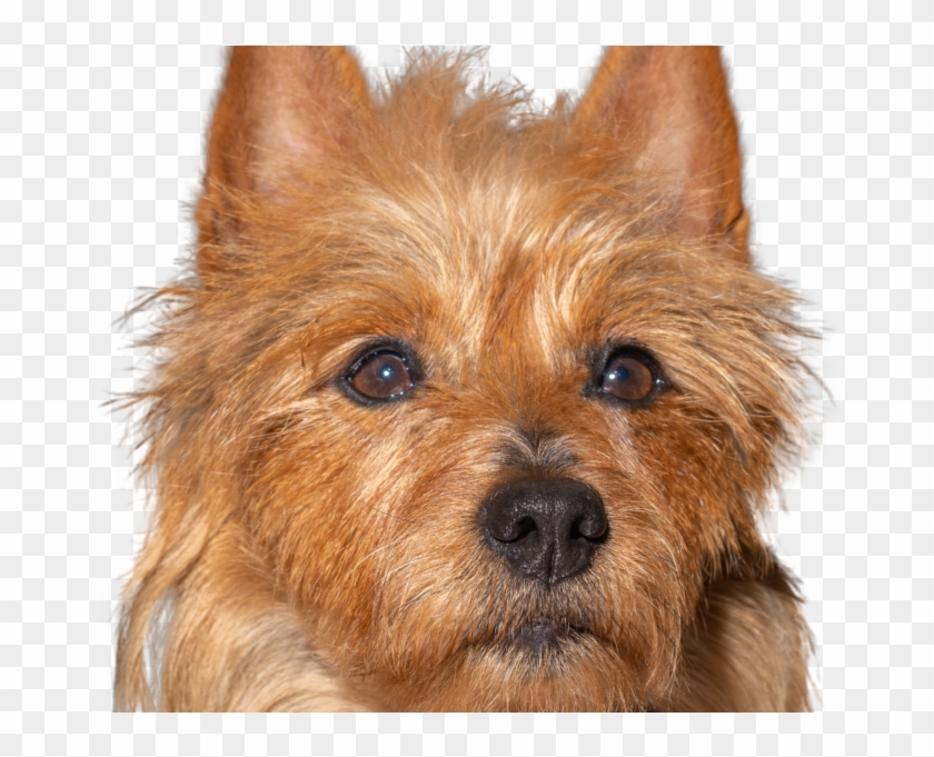 Australian Terrier Clipart