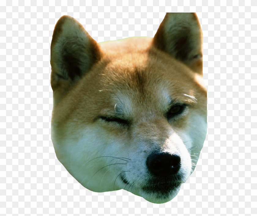 Shiba Inu Blink Clipart #4965881