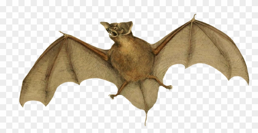 New Zealand, New Zealand Lesser Shorttailed Bat, Eastcoast - Little Brown Myotis Clipart #4965909