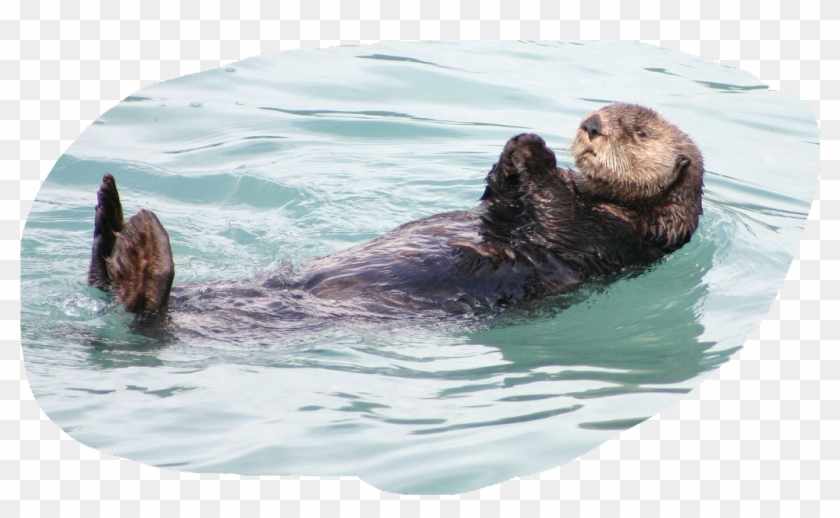 #otter - Otter Floating Clipart #4966066