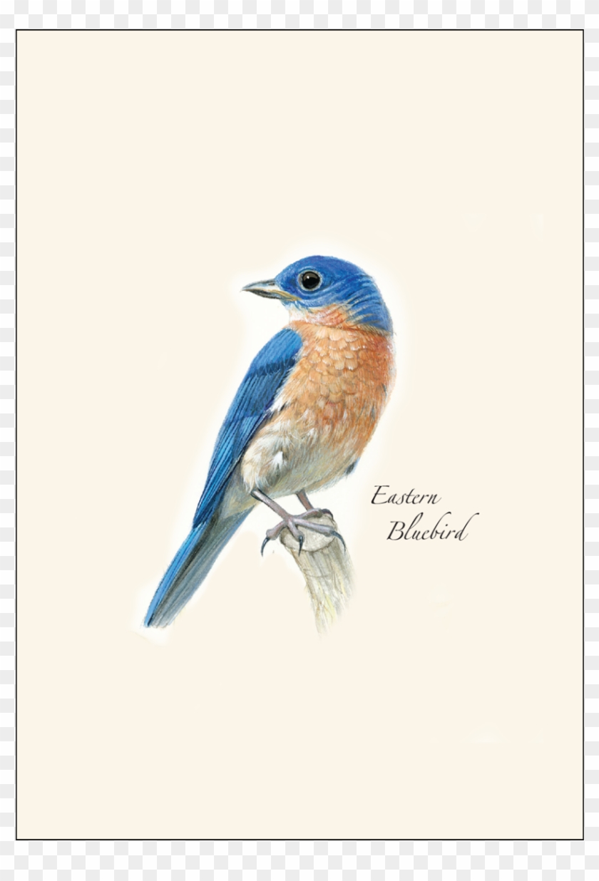 Shopping Cart -  -  - Eastern Bluebird Clipart
