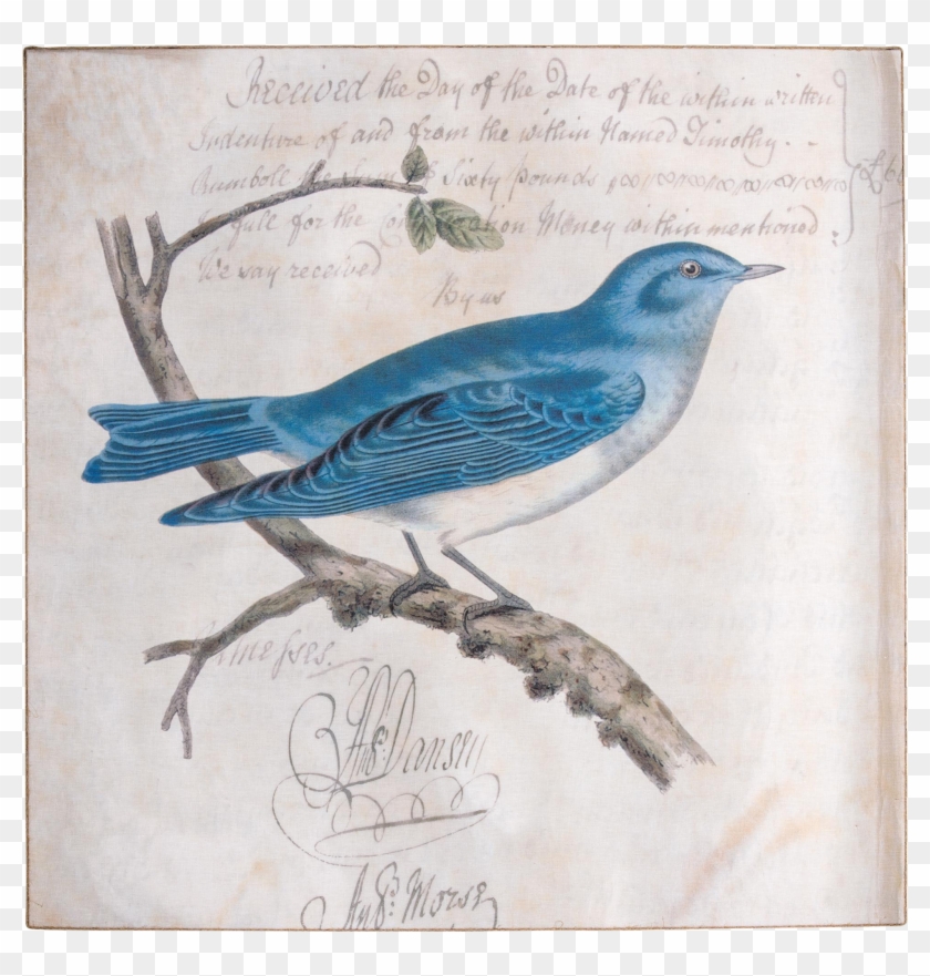 Idaho Drawing Mountain Bluebird - Vintage Illustrations Birds Public Domain Clipart #4973635