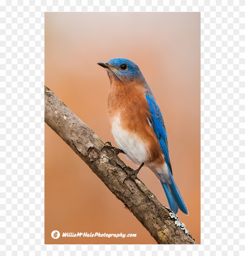 Eastern Bluebird 11 19 10 3 - Eastern Bluebird Clipart
