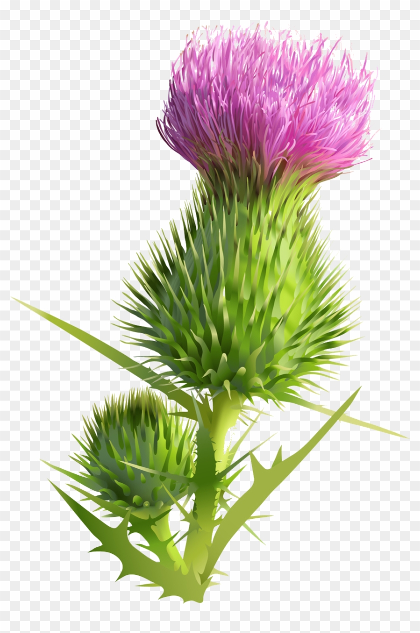 Scottish Thistle Clip Art - Png Download #4975381