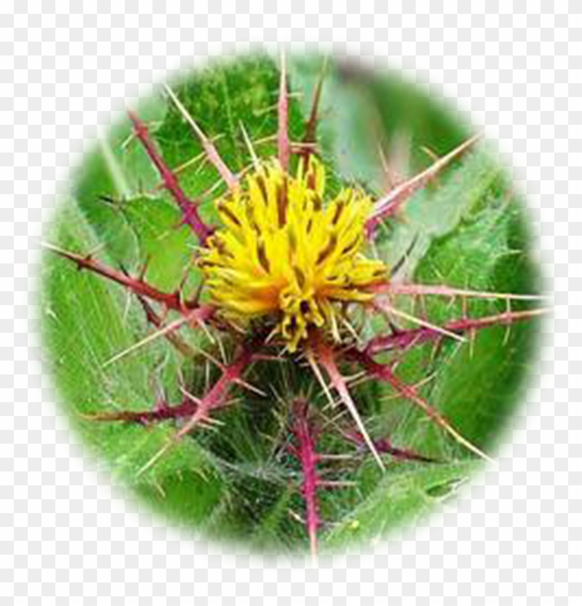 Blessed Thistle Png Clipart #4975409