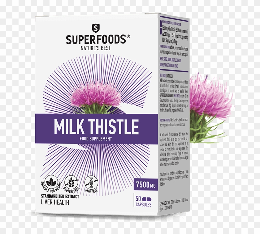 The Beneficial Qualities Of Milk Thistle - Milk Thistle Clipart