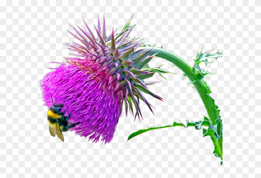 Carduus Nutans Musk Thistle, Nodding Plumeless Thistle Clipart #4975499