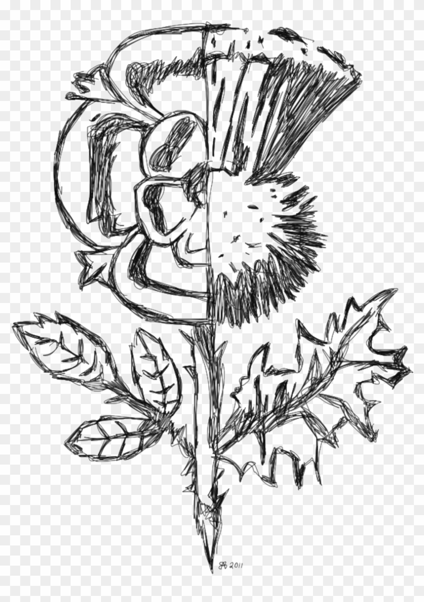 Thistle Drawing - White Rose And Thistle Clipart #4975653