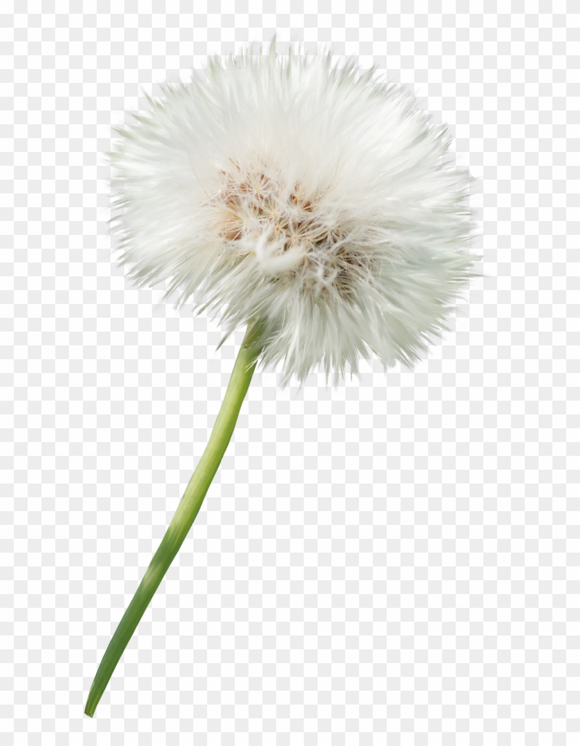 Drawing Dandelion Sow Thistle - Белый Одуванчик На Прозрачном Фоне Clipart #4975779