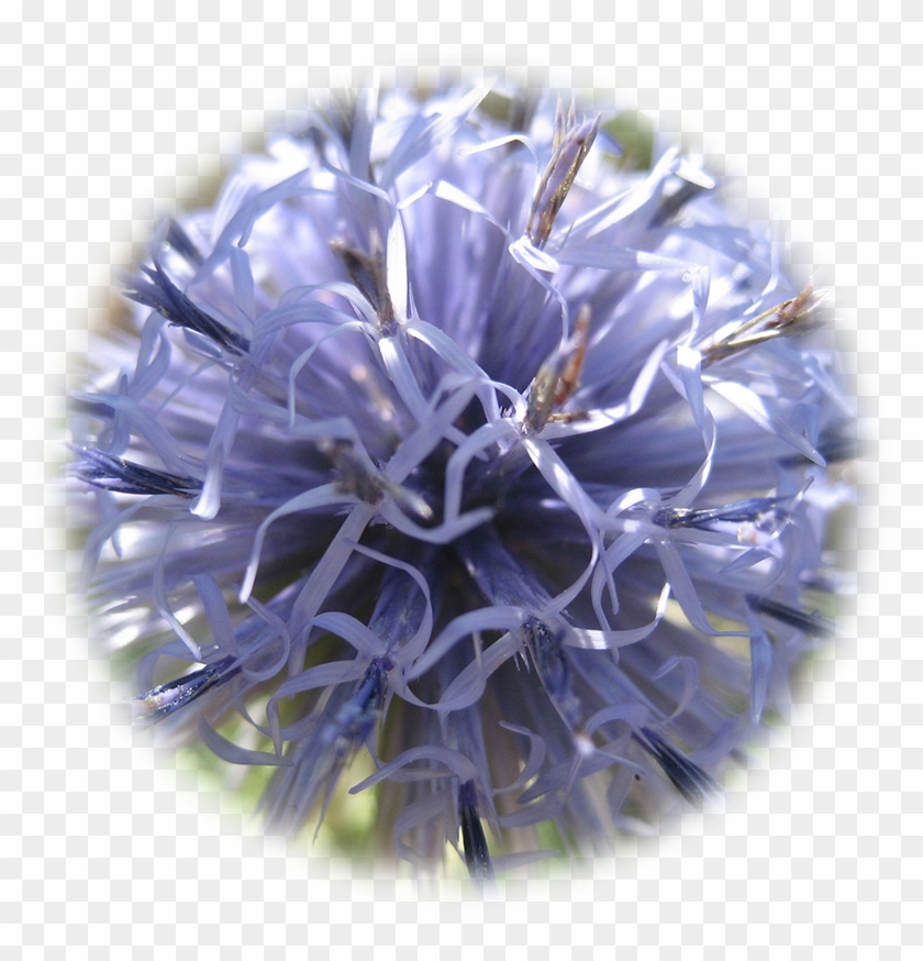 Globe Thistle Clipart #4975859