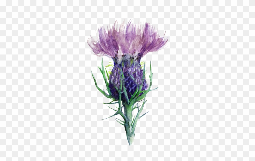 #scotland #flowerofscotland #thistle - Watercolor Thistle Scottish Clipart #4975947