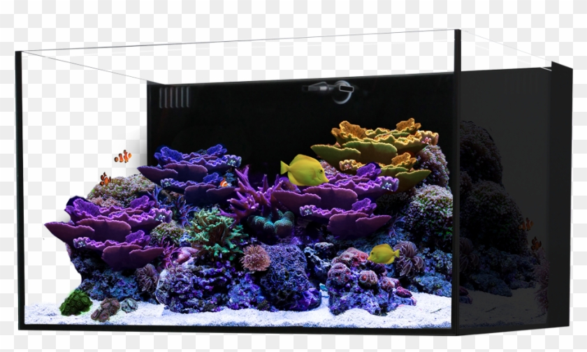 Waterbox Marine All In One - Aquarium Clipart