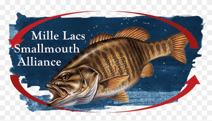 Presented By The Mille Lacs Smallmouth Alliance - Smallmouth Bass Clipart #4981655