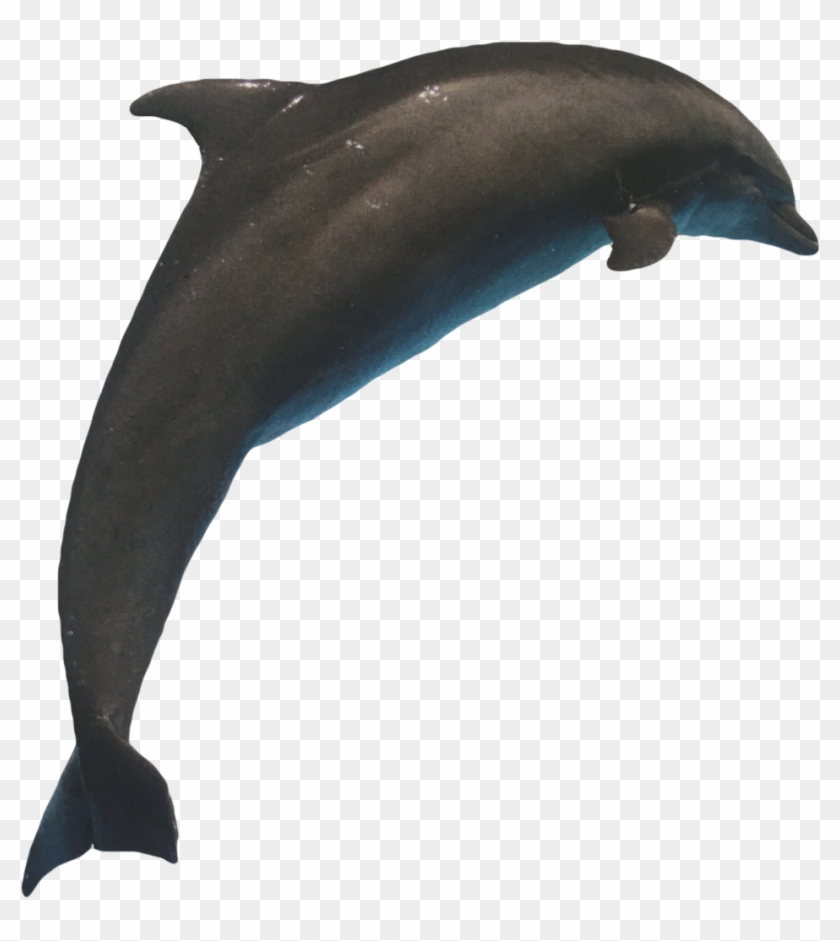 #dolohin #sea #dolohins #ocean #delfín #freetoedit - Common Bottlenose Dolphin Clipart #4983418