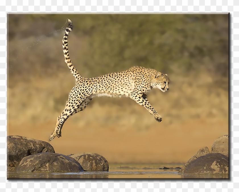 1 Panel L - Cheetah Jumping Clipart