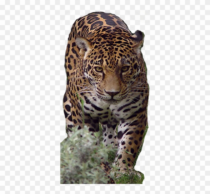 Lion African Leopard Tiger Cheetah Transprent Png - 狮子 Clipart