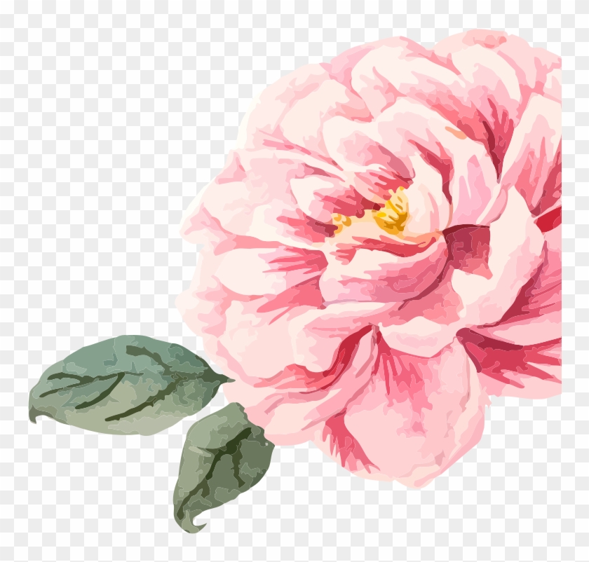 Fond-fleur - Common Peony Clipart