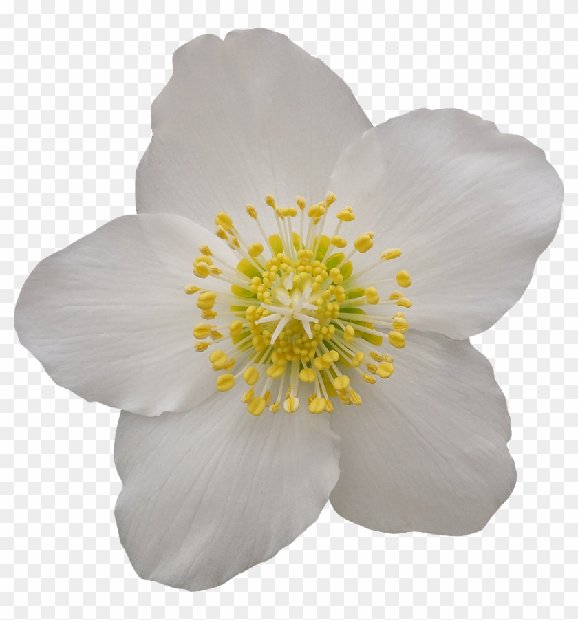 Fleur Detouree Rose - Fleur Blanche Fond Transparent Clipart #4985656