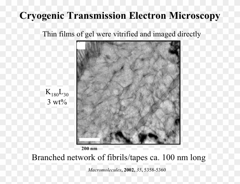 Brain2 , Scaffolds2 - Medical Imaging Clipart