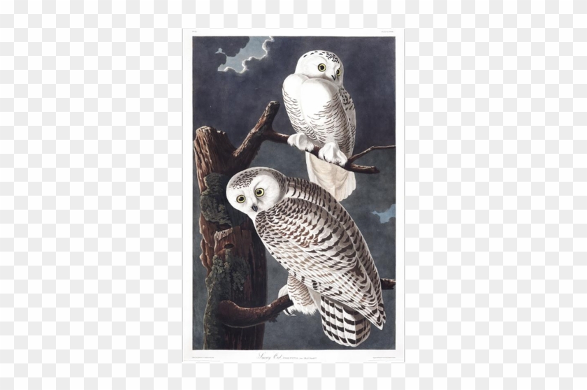 From Audubon's Birds Of America - Snowy Owl Clipart #4987712