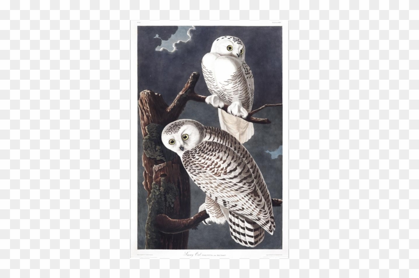 From Audubon's Birds Of America - Snowy Owl Clipart
