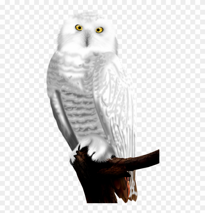 White Owls - Snowy Owl Clipart