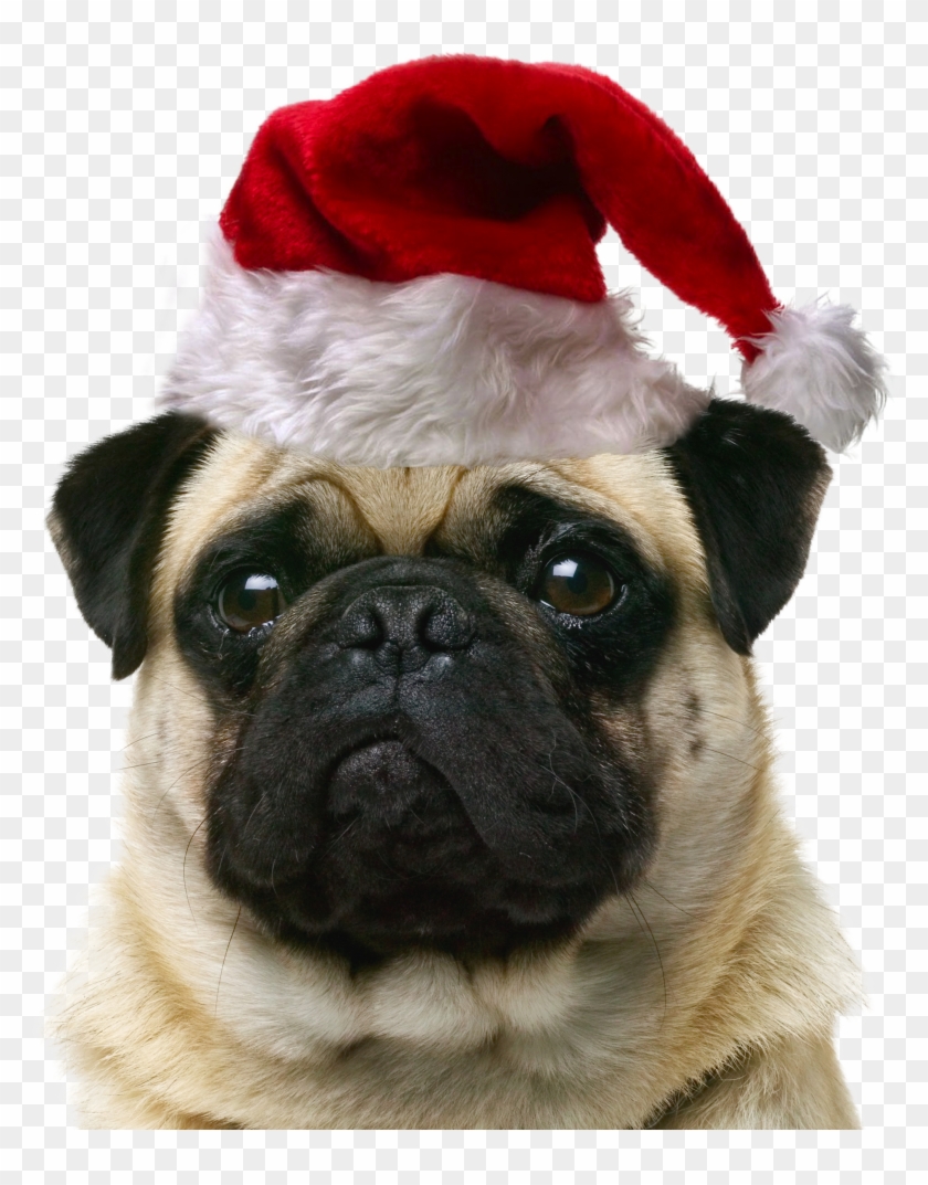 Pet Cat Dog Puppy Sitting Free Hd Image - York Dog Clipart #4988979