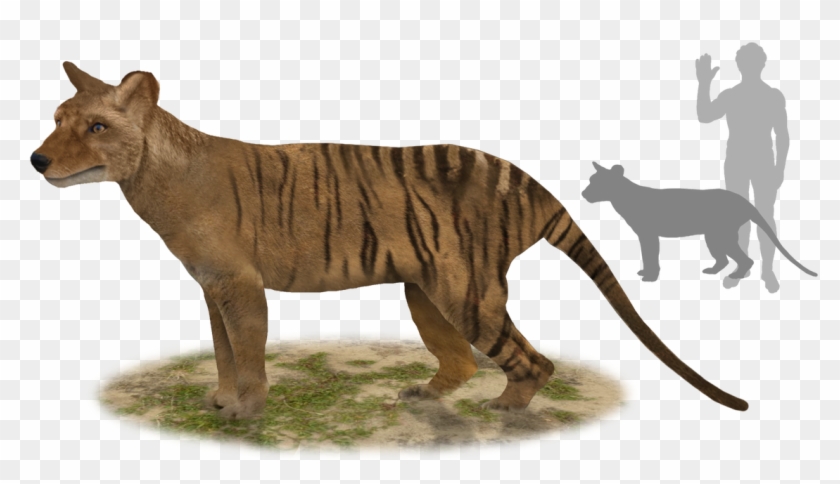 Extinct Animals @extinct Animais - Thylacinus Potens Clipart