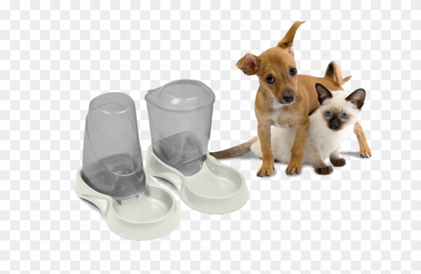 Cat Dog Autowater - Pets Dog Cat Rabbit Clipart #4989835