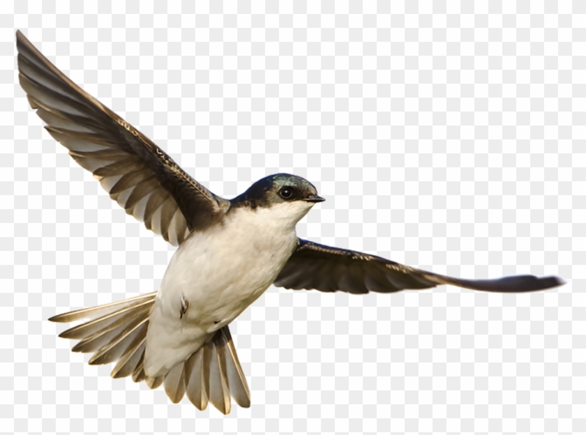 Part 11 Banner - Mehlschwalbe Im Flug Clipart #4990663