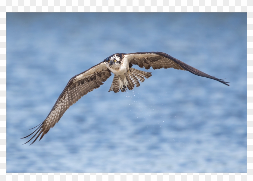The Shop - Falconiformes Clipart