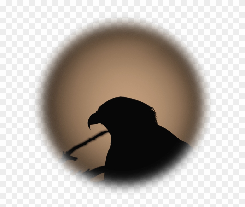Raven Clipart #4991711