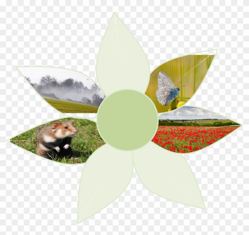 Meeting Of The International Hamster Workgroup In Order - Insect Clipart