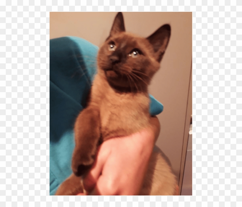 Photo Of Swiper - Burmese Clipart