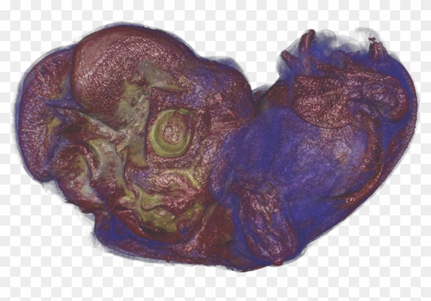 Bat-embryo - Carving Clipart