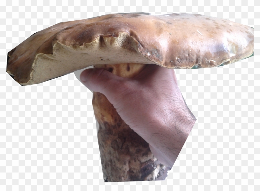 27 Mb Png - Russula Integra Clipart #4996320