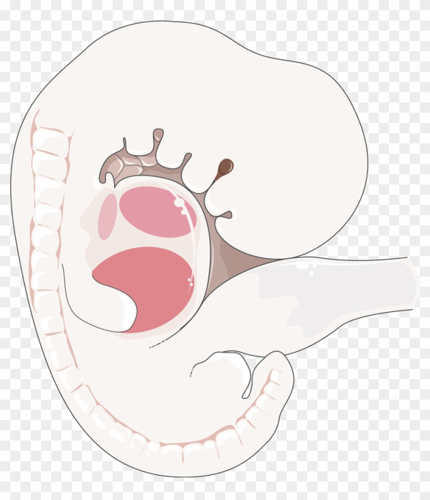 Download The Image - Png Embrião Clipart #4996682